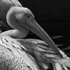 Pelican Gang
